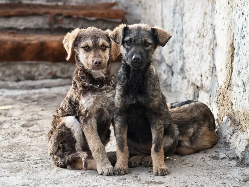 ¡Adopta en este mes del amor!  Veterinaria entrega recomendaciones sobre la adopción y habla sobre los beneficios y mitos de la esterilización