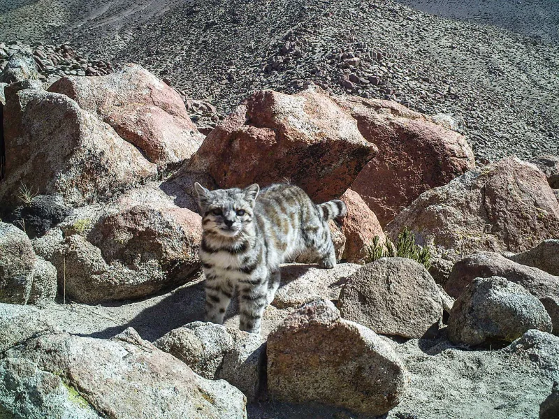 Cuatro razones por las que hay que proteger al Gato Andino