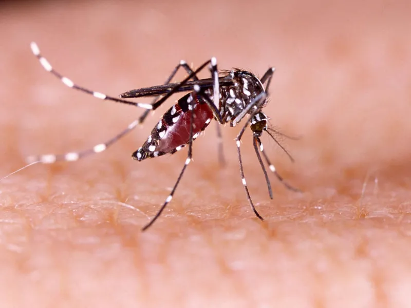 El mosquito que preocupa a las autoridades en Chile: ¿Qué es el Dengue, cómo cuidarse y por qué importa ahora?