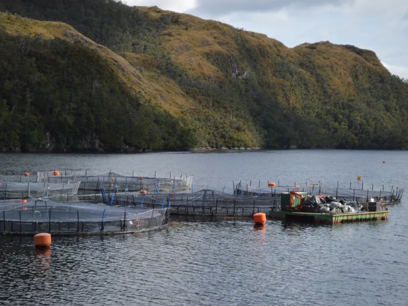 El Niño: SMA refuerza a titulares de Centros de Engorda de Salmones la necesidad de adopción de medidas preventivas ante posibles floraciones algales nocivas y mortalidades masivas