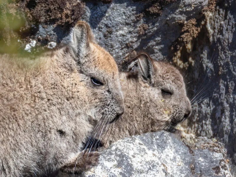 En Cochamó se tomó nuevo registro con cámara trampa: vizcacha fue sorprendida dándose un "baño de tierra"