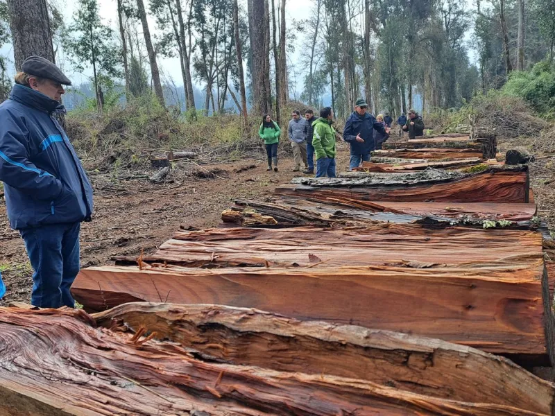Expertos buscan transformar uso de bosque nativo en una práctica responsable y rentable en Chile
