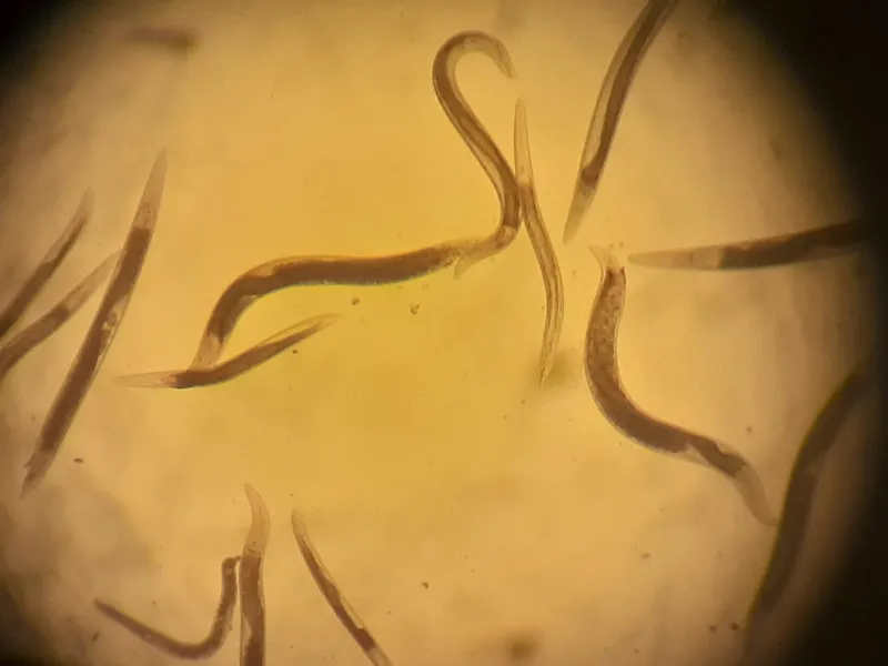 Nematodos: los pequeños habitantes del suelo que aportan a la agricultura y los ecosistemas