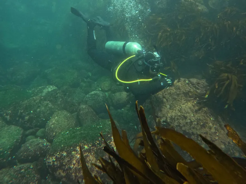 No todos los huiros son iguales:  Investigación sobre Macrocystis pyrifera aporta nuevas perspectivas para la acuicultura de la especie en el sur de Chile