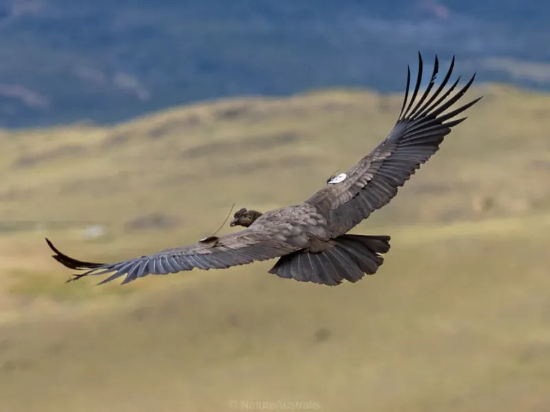 Proyecto Manku libera tres nuevos cóndores andinos en el Parque Nacional Patagonia