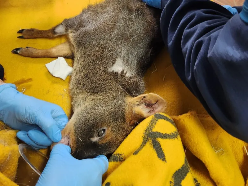 Pudú lucha por sobrevivir tras ataque de perros asilvestrados
