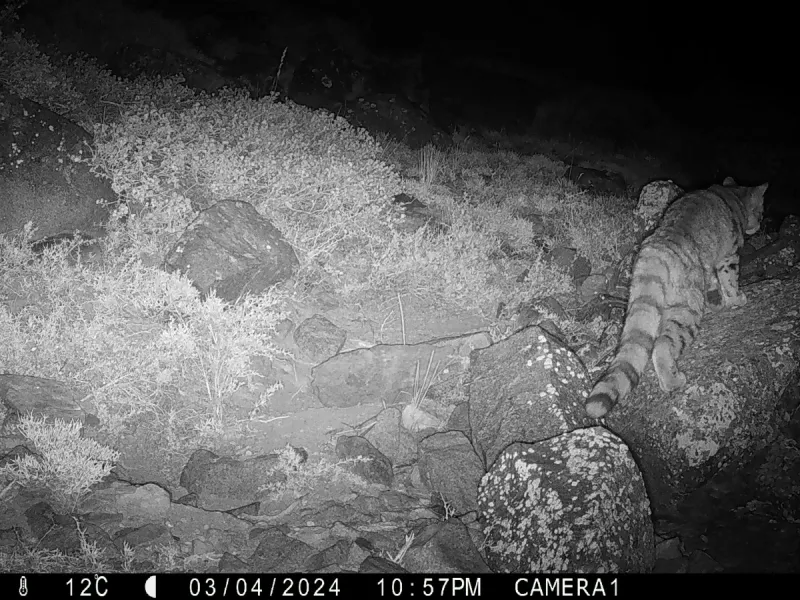 Registran imágenes inéditas del Gato Andino habitando en Yerba Loca