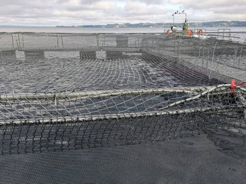 SMA notifica preventivamente a cerca de mil Centros de Engorda de Salmones por posicionamiento de estructuras