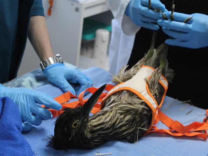 Veterinarios de la Universidad San Sebastián sede de la Patagonia devuelven la esperanza de volar a un Huairavo herido