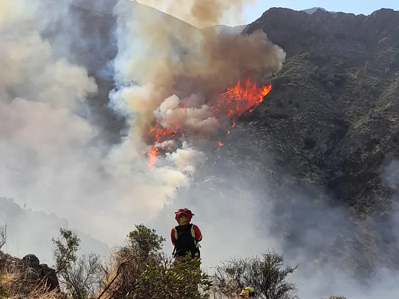 WWF: Aumento de incendios forestales en 21% debe reforzar acciones de prevención