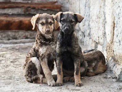 ¡Adopta en este mes del amor!  Veterinaria entrega recomendaciones sobre la adopción y habla sobre los beneficios y mitos de la esterilización