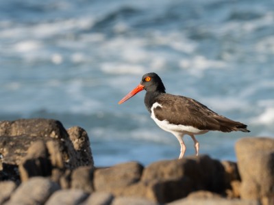 Día Mundial de las Aves Playeras: ciencia, ley y comunidad