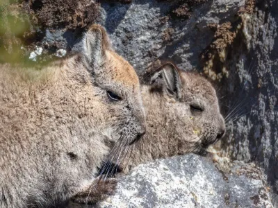 En Cochamó se tomó nuevo registro con cámara trampa: vizcacha fue sorprendida dándose un "baño de tierra"