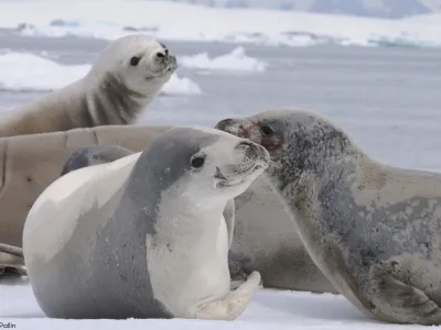 Focas permiten el rescate de valiosa información oceanográfica en la Antártica