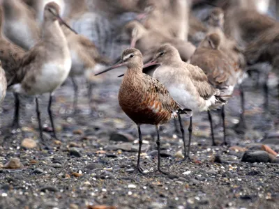 Gran travesía del zarapito llega al CAMM para celebrar el Día de las Aves Migratorias