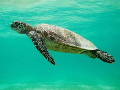 Greenpeace: “El Cambio Climático está amenazando la existencia de las tortugas marinas”