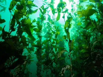 Investigación chilena revela sorprendentes adaptaciones locales del kelp gigante del Fiordo Comau
