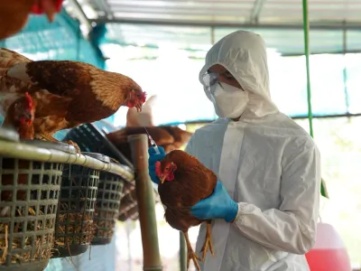 La vigilancia es clave para contener la influenza aviar altamente patógena