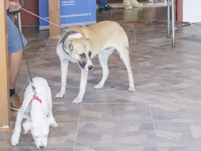 Municipalidad de Puerto Varas realizará mil esterilizaciones de mascotas enfocadas principalmente en sectores rurales