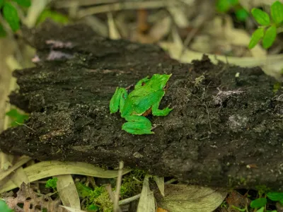 Nuevos registros de ranita de Darwin en los Parques Nacionales Pumalín y Corcovado