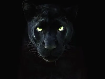 Panoramas: el en Día Mundial del Medio Ambiente te proponemos disfrutar de estos excelentes Documentales en Disney Natgeo