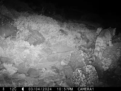 Registran imágenes inéditas del Gato Andino habitando en Yerba Loca