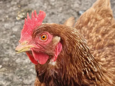 SAG Los Lagos intensifica vigilancia por Influenza Aviar y refuerza llamado a la prevención en gallineros