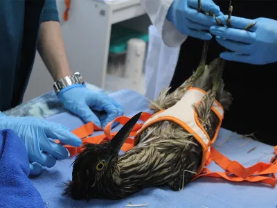 Veterinarios de la Universidad San Sebastián sede de la Patagonia devuelven la esperanza de volar a un Huairavo herido